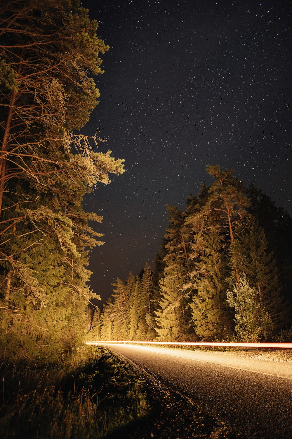 green trees under starry night