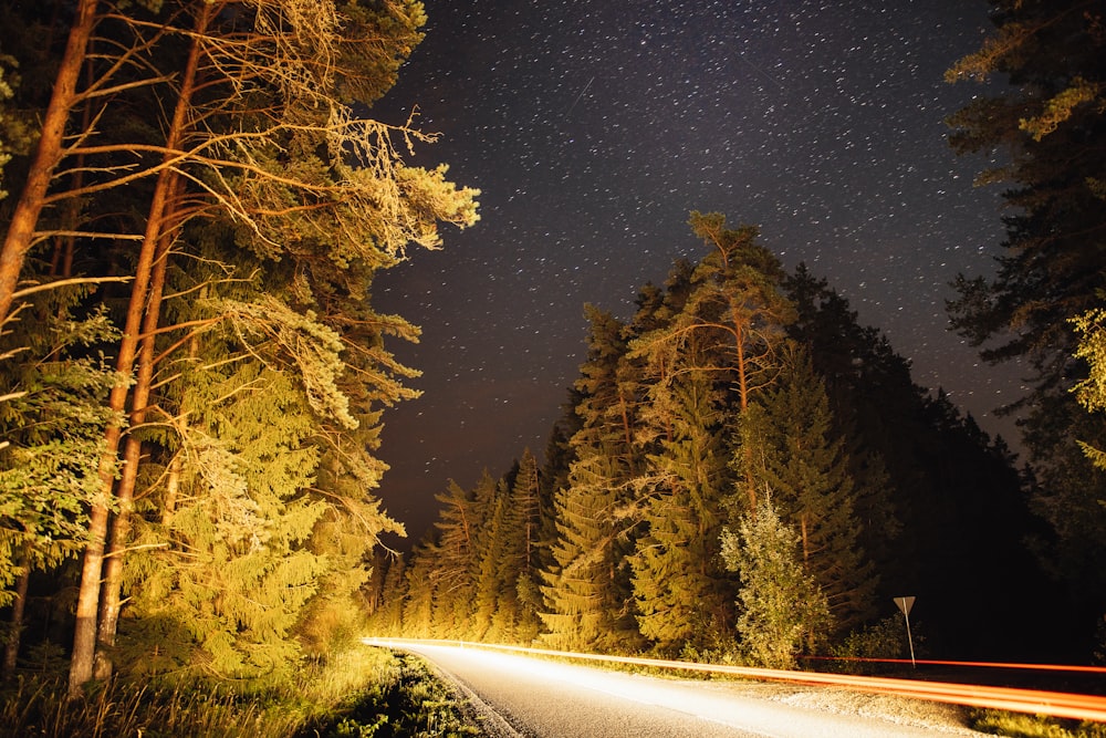 green trees under starry night