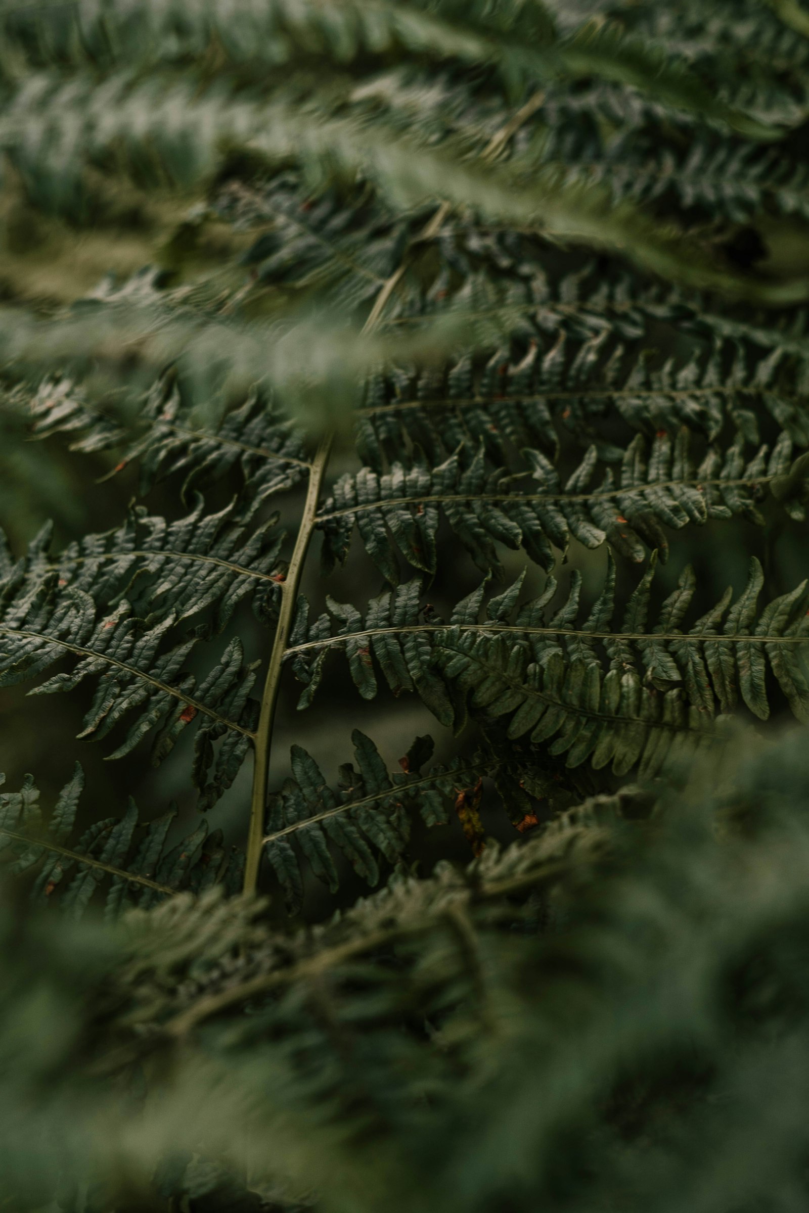 Sony a6300 + Sony FE 50mm F1.8 sample photo. Green fern plant in photography