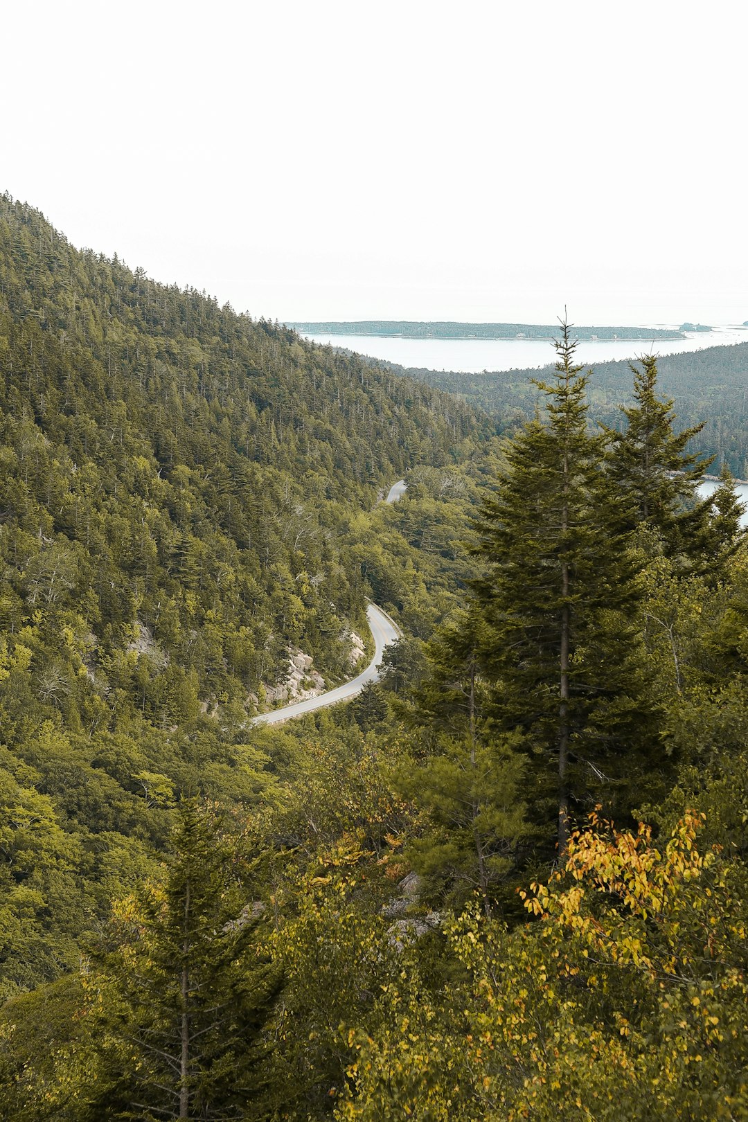 green trees on mountain during daytime