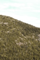 A densely forested hillside covered with a thick layer of evergreen trees and patches of exposed rock. The slope rises gently from the lower left to the upper right, with varying shades of green indicating the lush foliage. The sky above is a pale blue with scattered light clouds.
