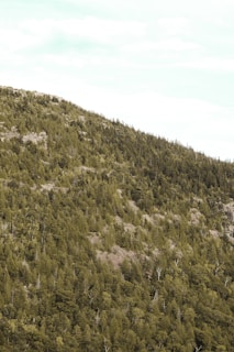 A densely forested hillside covered with a thick layer of evergreen trees and patches of exposed rock. The slope rises gently from the lower left to the upper right, with varying shades of green indicating the lush foliage. The sky above is a pale blue with scattered light clouds.