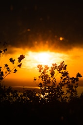 yellow flowers during golden hour
