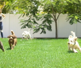 white and brown dogs on green grass field during daytime