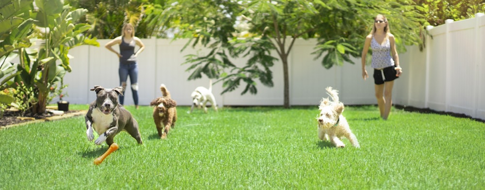 昼間の緑の芝生に白と茶色の犬