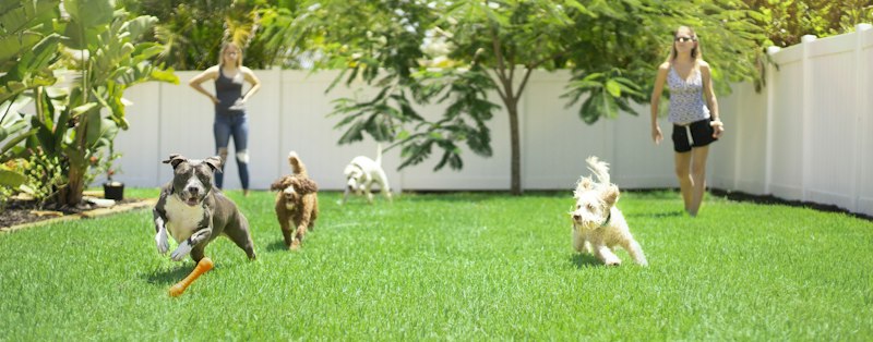 Cães correndo no gramado com monitoras