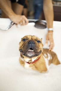 brown and white short coated dog