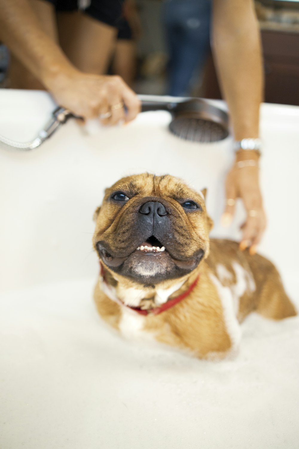 brown and white short coated dog