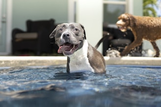 black and white american pitbull terrier mix puppy on water