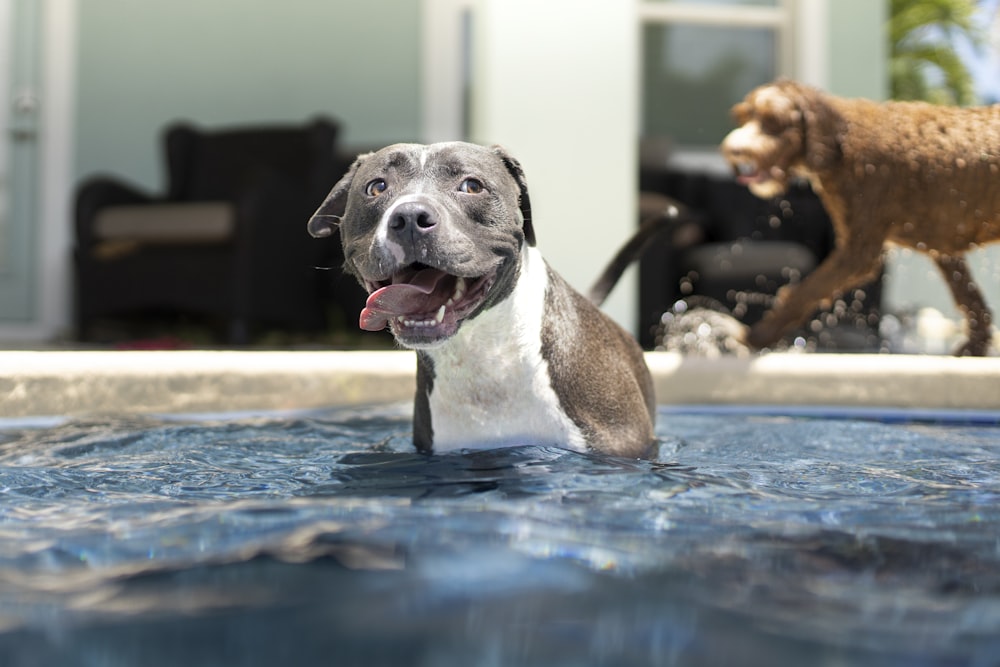 black and white american pitbull terrier mix puppy on water