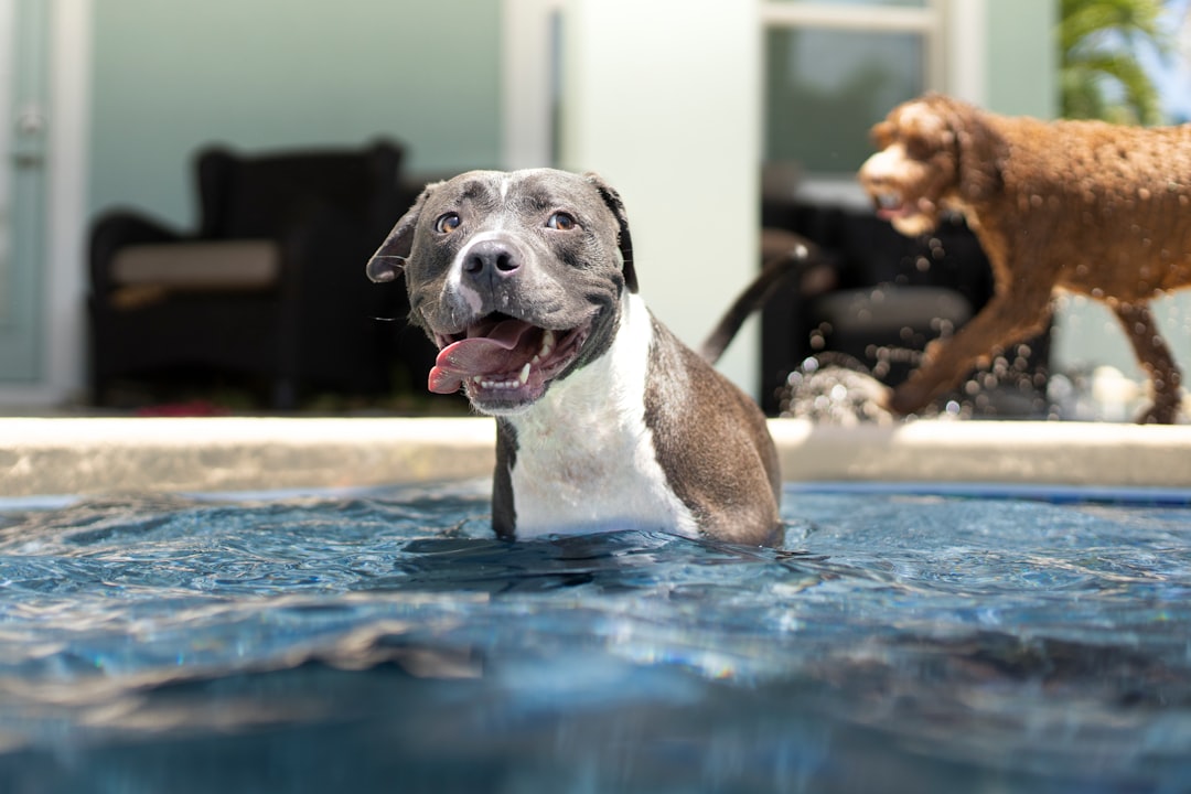 Ensuring Wagging Tails: A Guide to Dog Swimming Safety