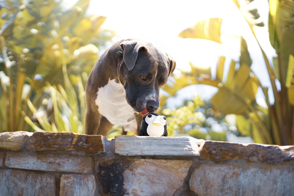 brown and white short coated dog on brown brick