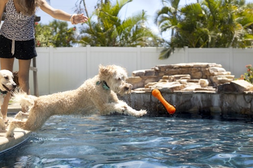 A canine rescue demonstration with dogs retrieving objects from a pool.