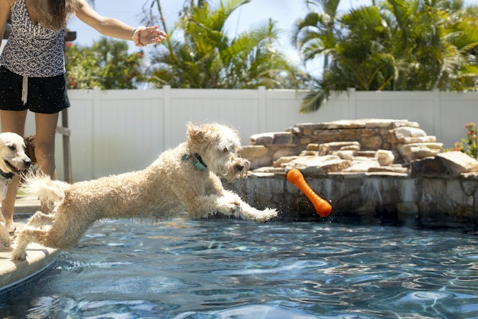A curly white poodle paddling in clear pool water, the kind of poodle mix that filled the Doodlepalooza wave pool