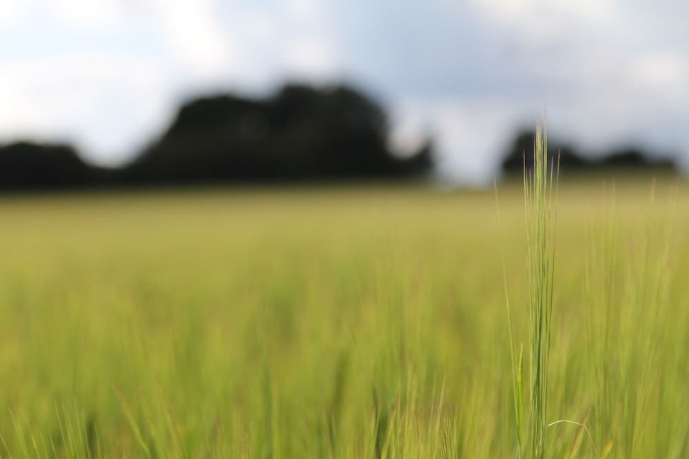 green grass field during daytime