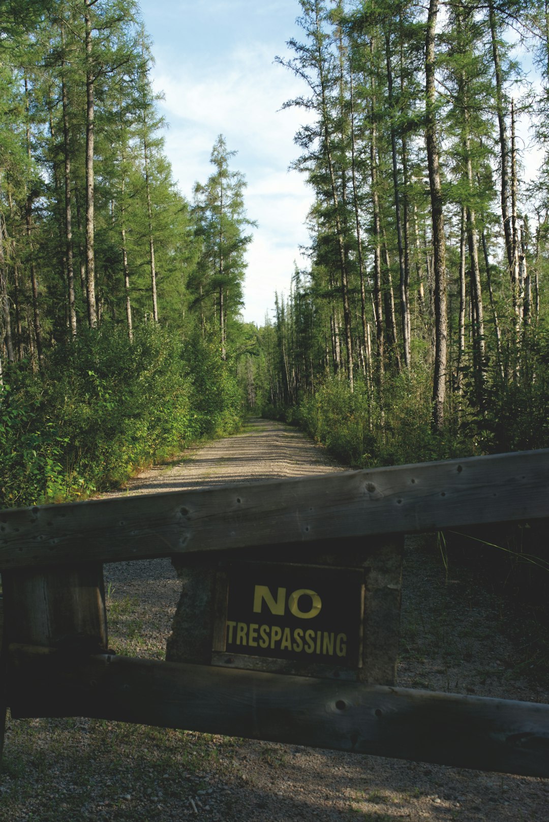 Forest photo spot Sundridge Algonquin Park