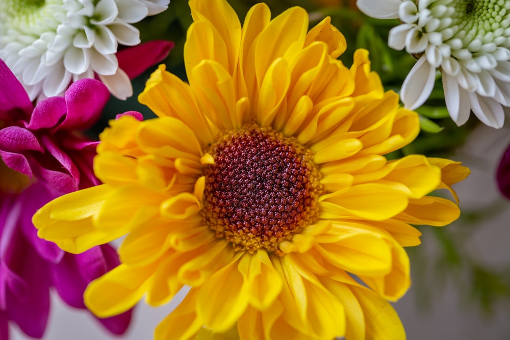 yellow flower in tilt shift lens