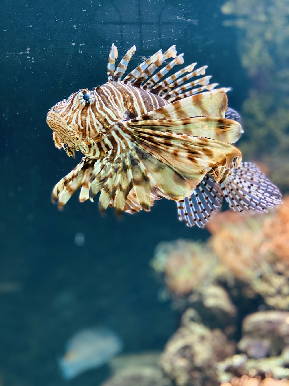 brown and white fish in water