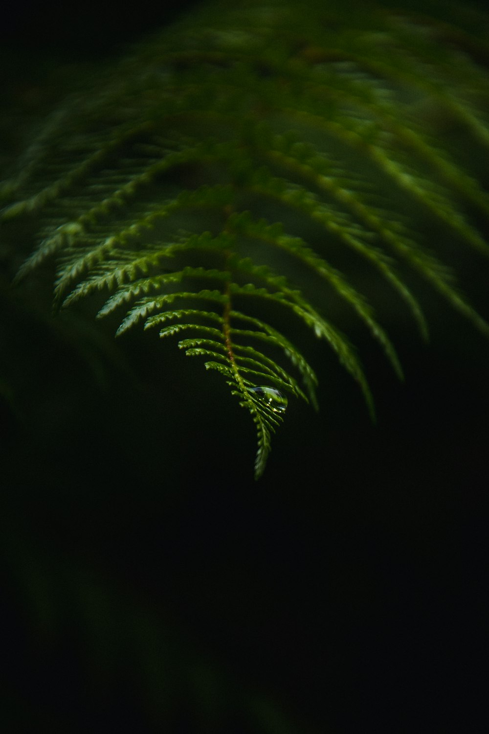 green palm plant in dark room