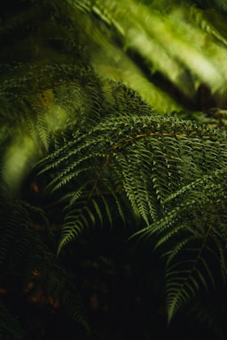 green fern plant in close up photography