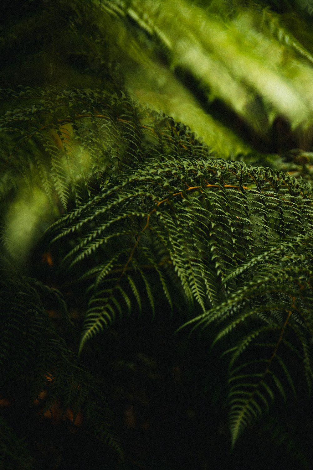 green fern plant in close up photography