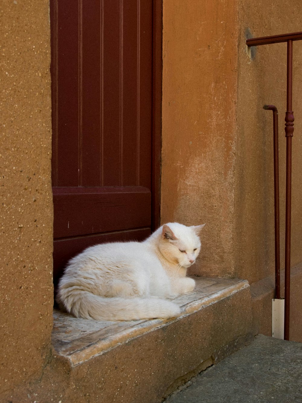 white cat lying on concrete bench