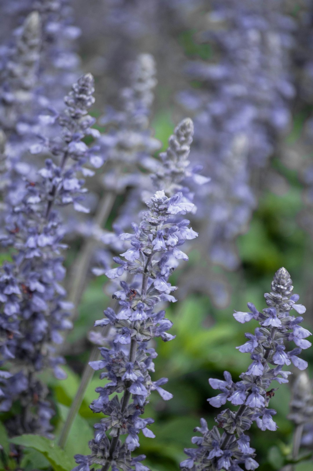 purple and white flower in tilt shift lens