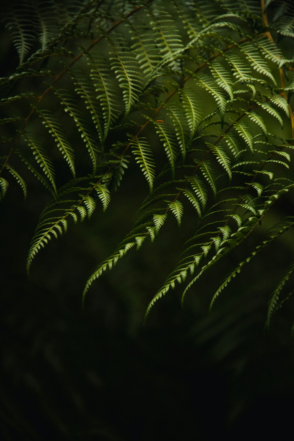 green leaf plant in close up photography