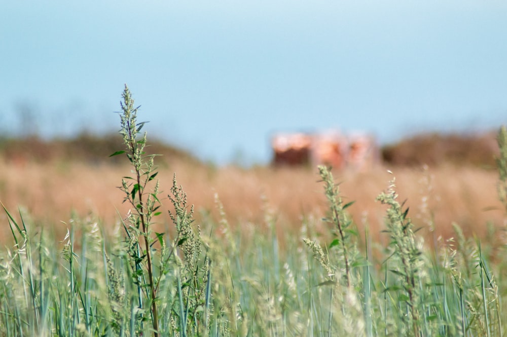 green grass field during daytime