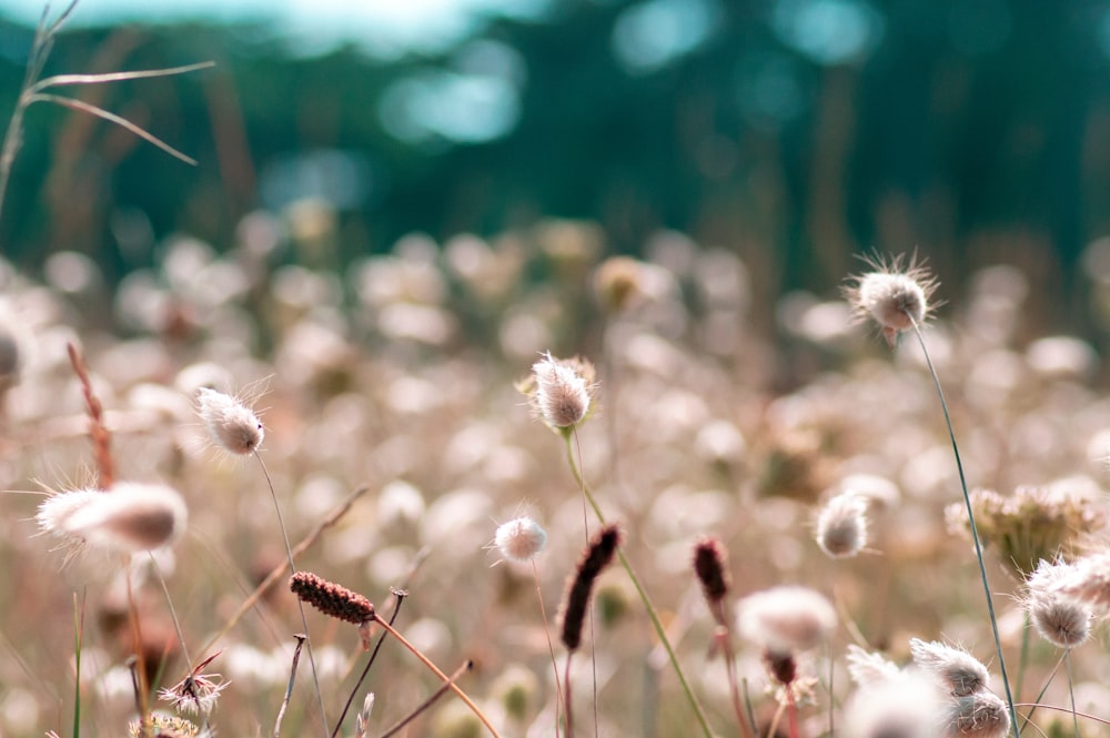 white dandelion in close up photography