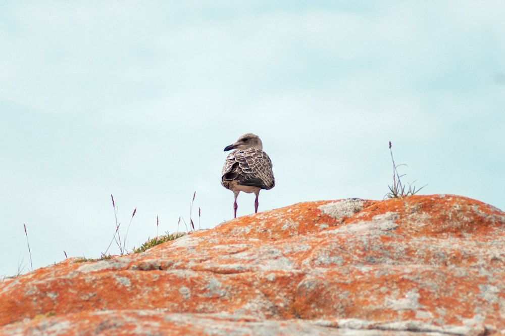 brown bird on brown rock during daytime