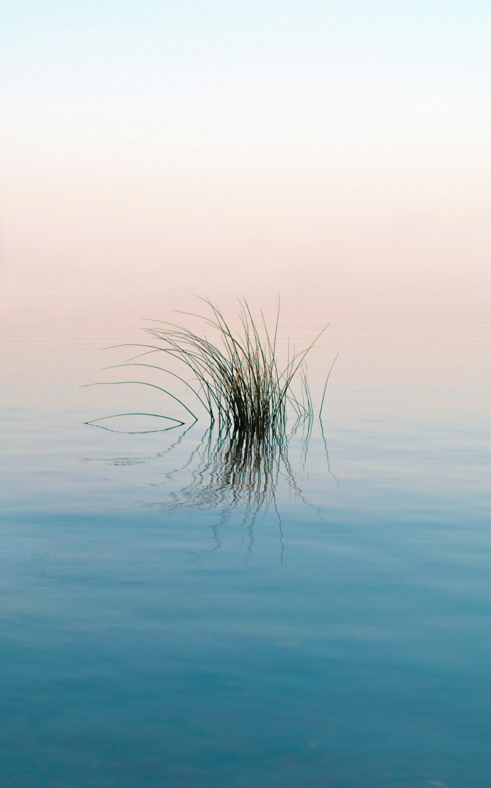 green grass on blue water