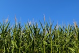 Rows of healthy corn plants growing under a clear blue sky.