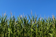 A farmer inspecting corn plants, smiling under a sunny sky.