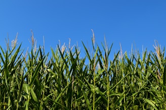 A vibrant field of tall, green corn plants under a bright blue sky in Brazil.
