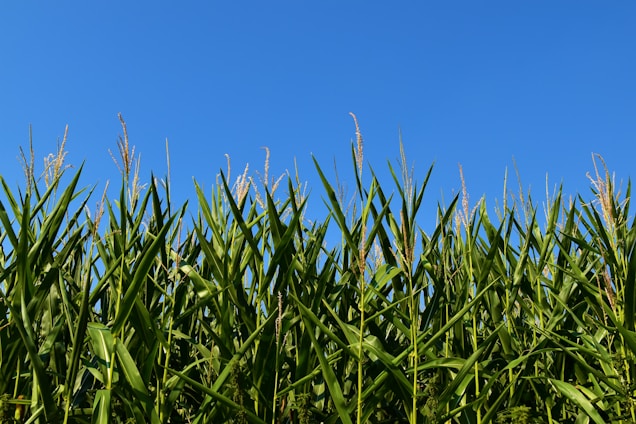 A vibrant field of healthy corn plants under a clear blue Brazilian sky.