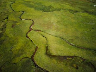 Aerial view of a vast, lush green landscape featuring meandering streams or narrow waterways cutting through grassy terrain. Sparse patches of darker vegetation and occasional bare earth are visible.