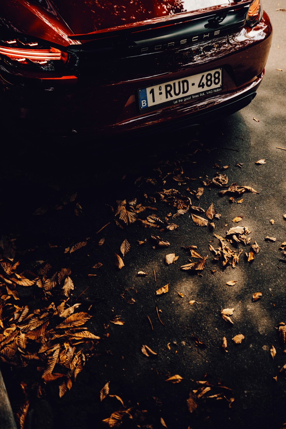 brown leaves on the ground