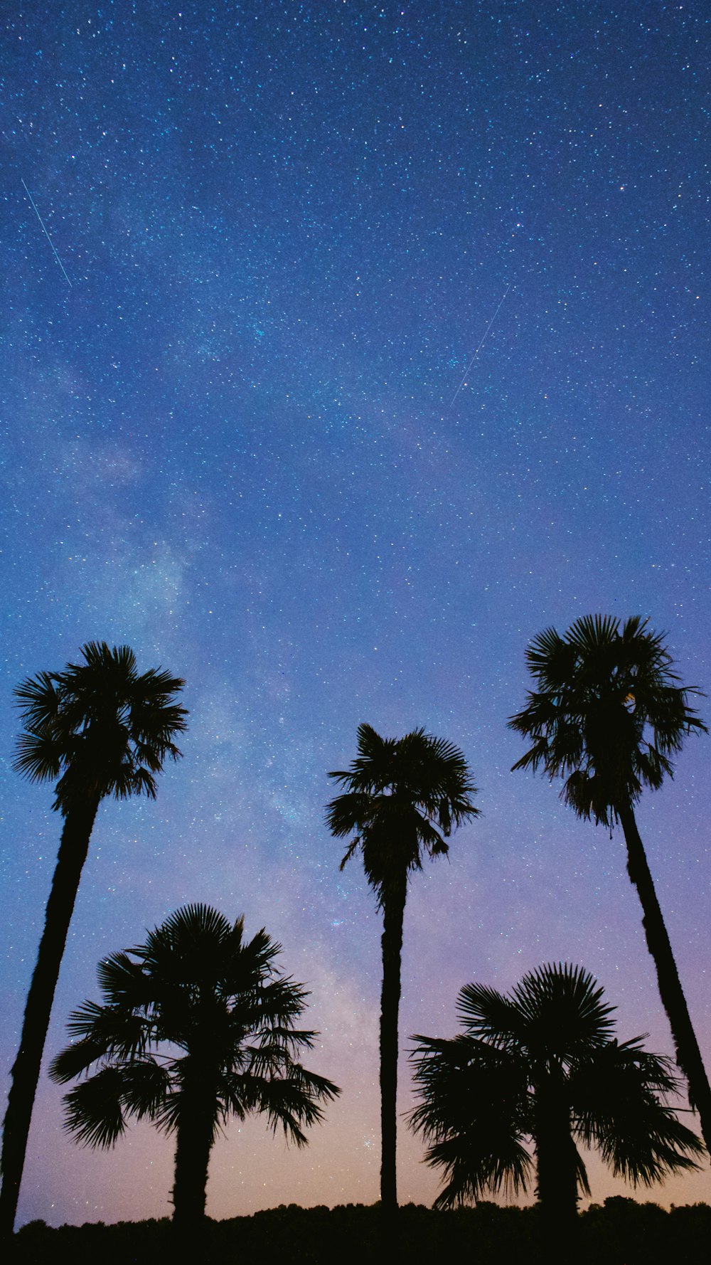 silhouette of palm trees under blue sky during night time