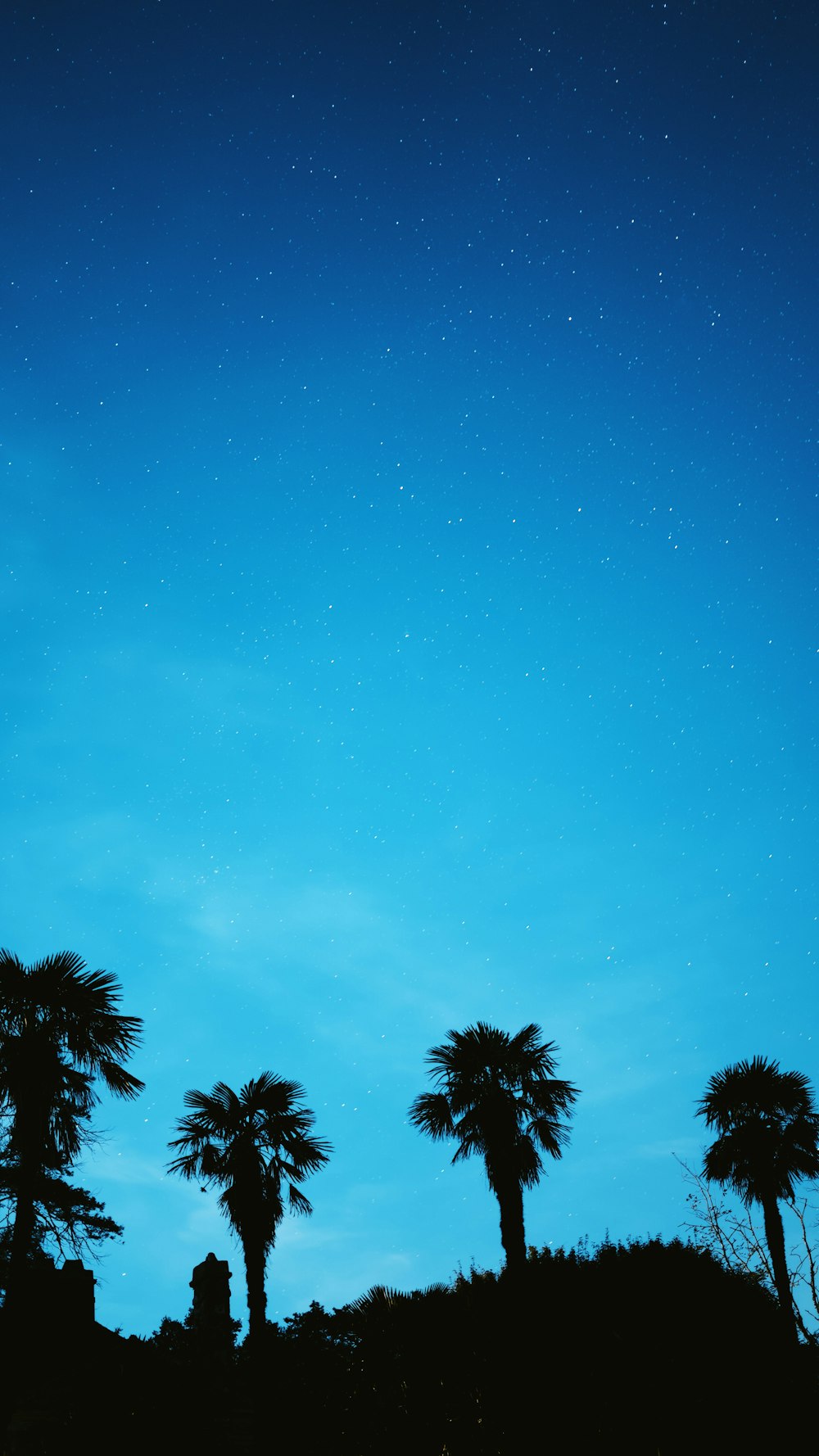 green palm trees under blue sky