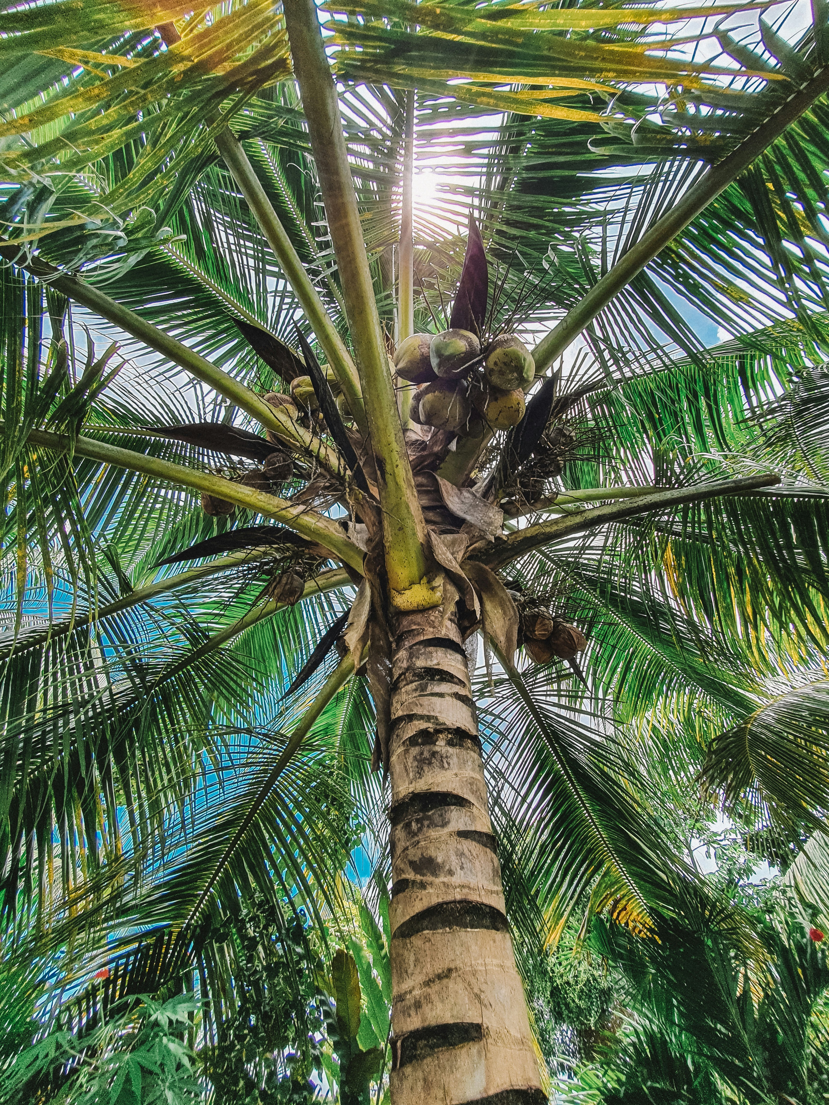 Palmera verde durante el día