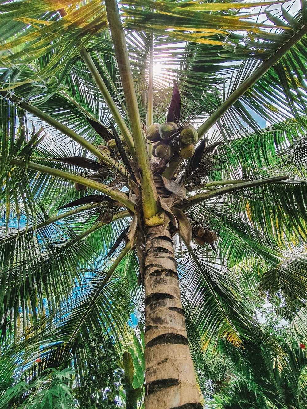 green palm tree during daytime