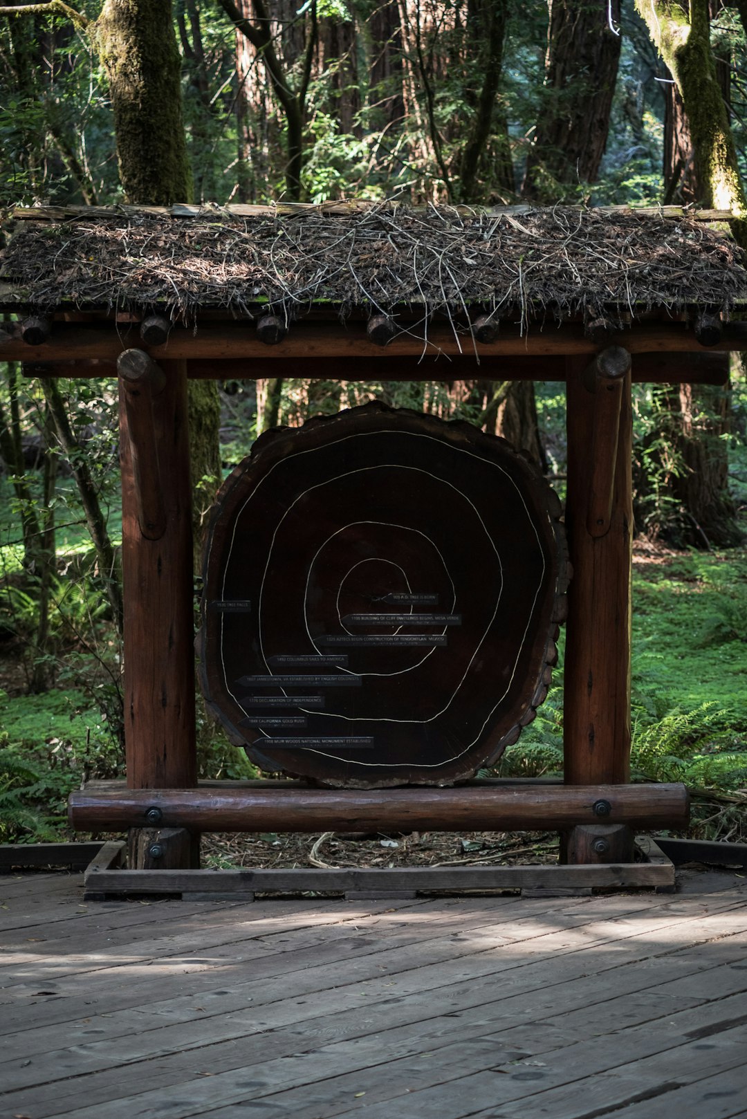 Jungle photo spot Sam McDonald Park San Francisco