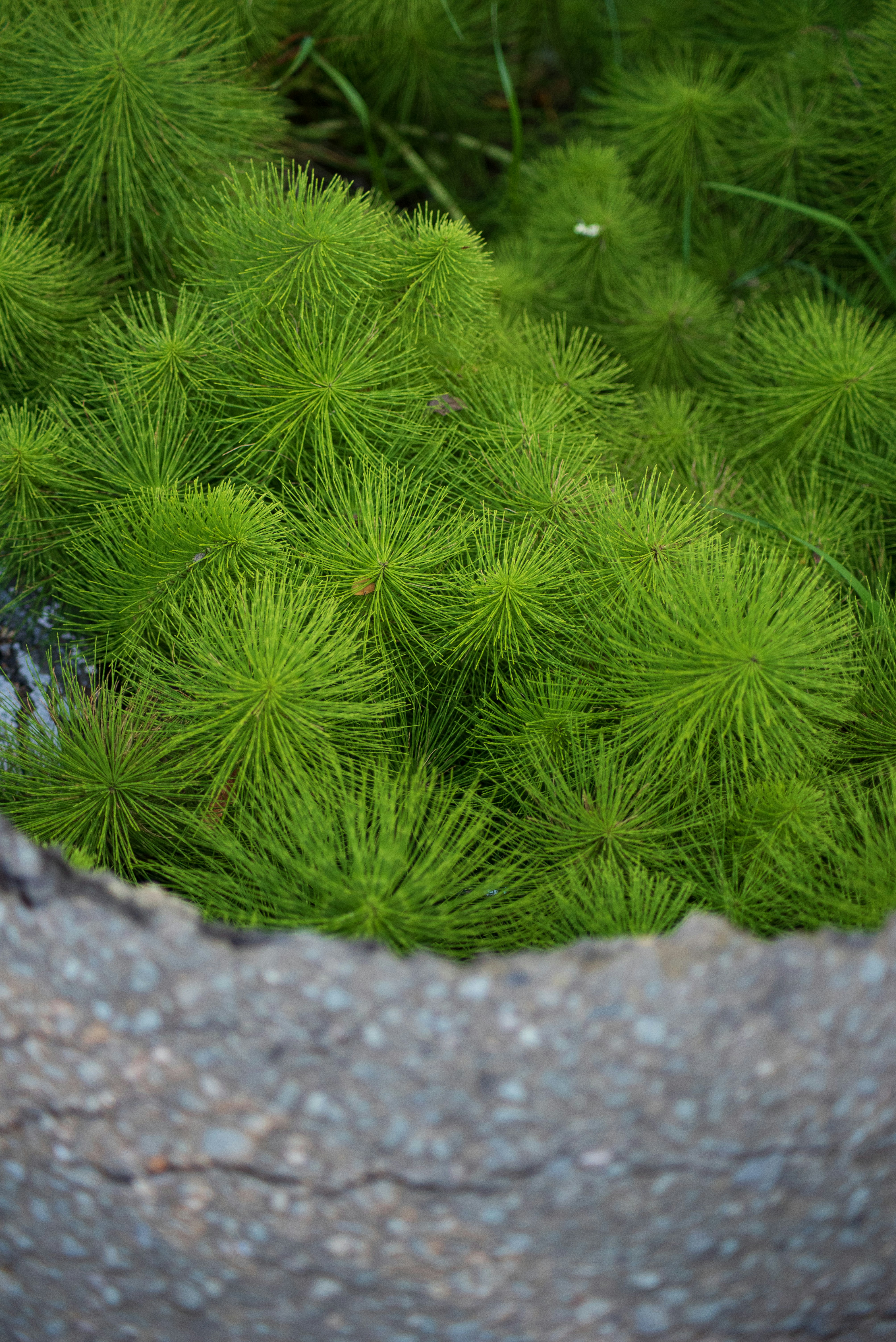 green plant on gray rock