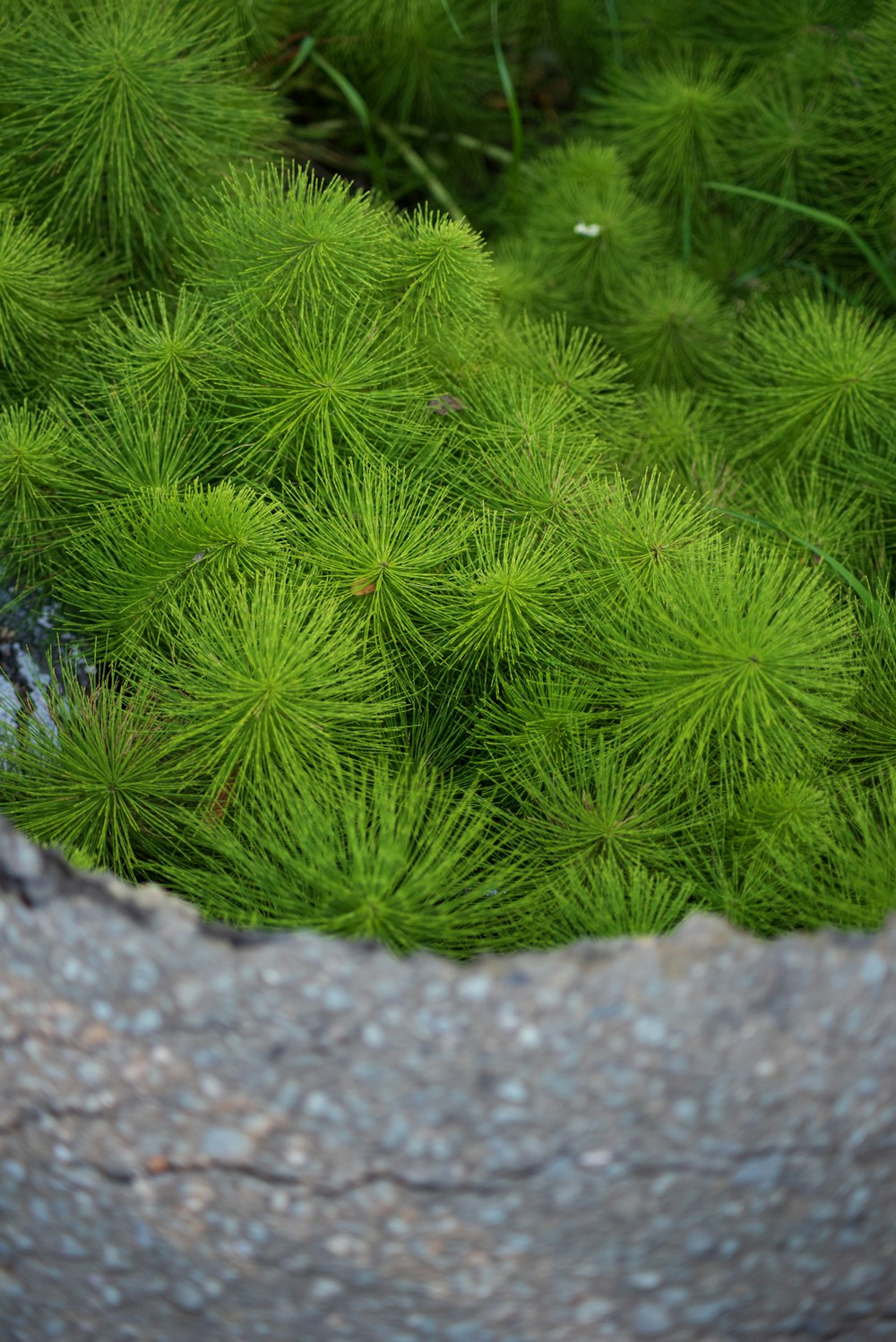 회색 바위에 녹색 식물