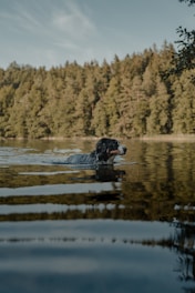 A calm dog swimming in a clean, dog-friendly pool surrounded by nature.