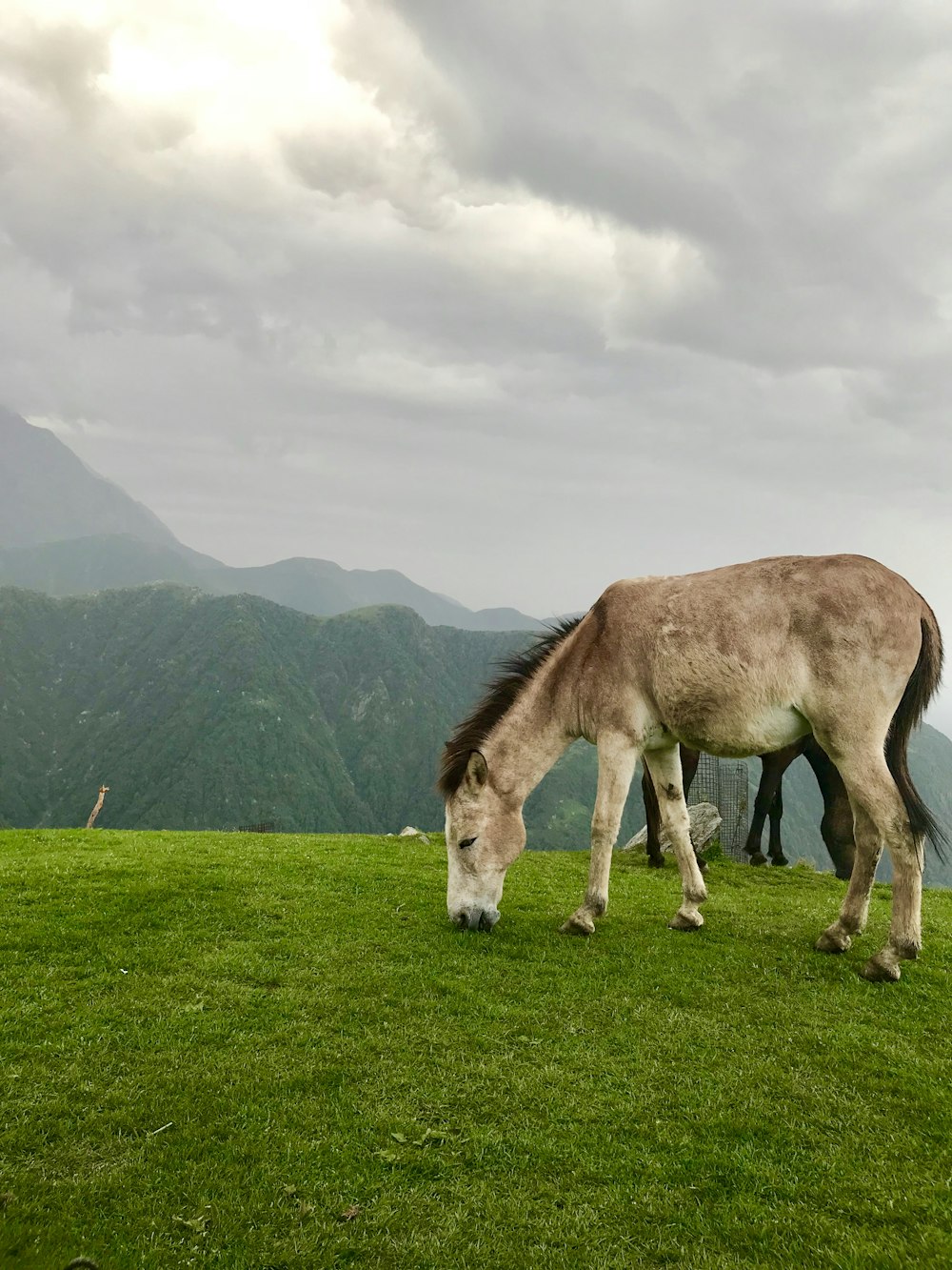 brown horse eating grass on green grass field during daytime