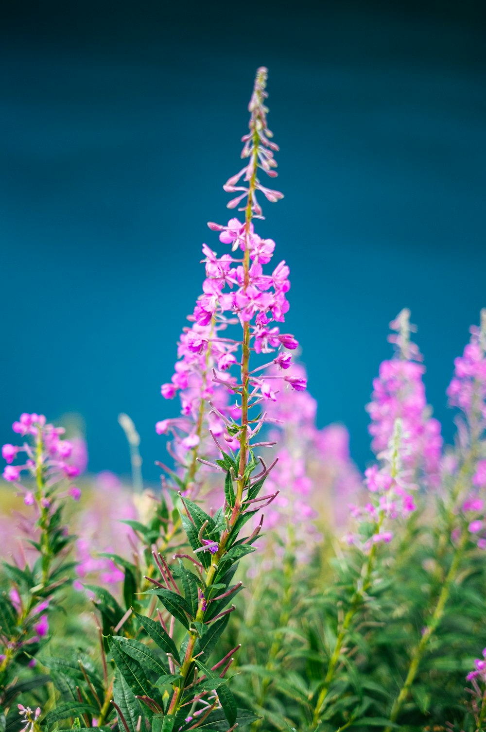 purple flower in tilt shift lens