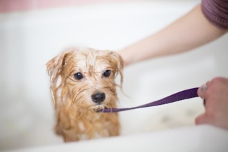 brown long coated small dog