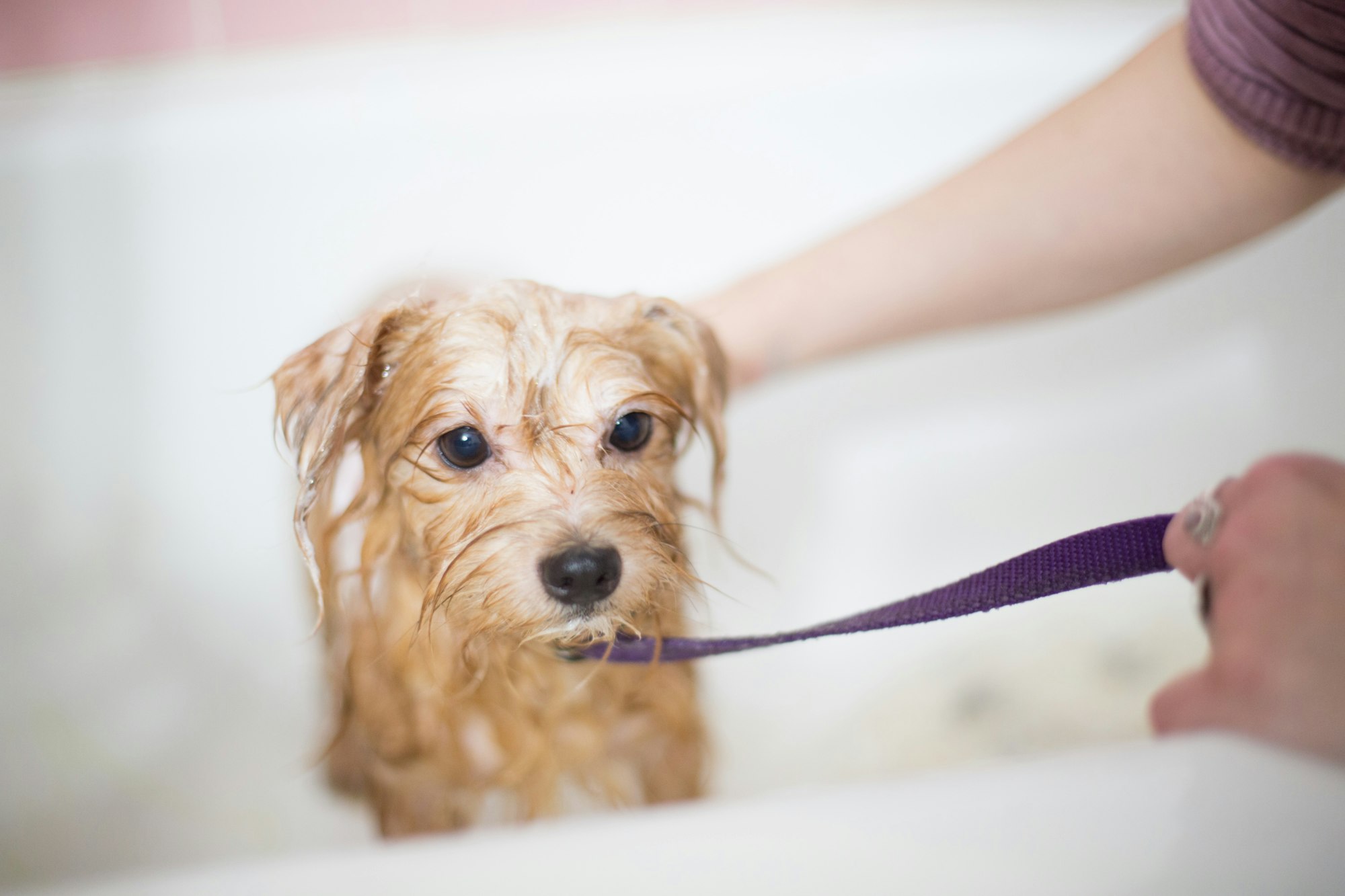 A rescue dog gets cleaned up in preparation to meet her new family. 